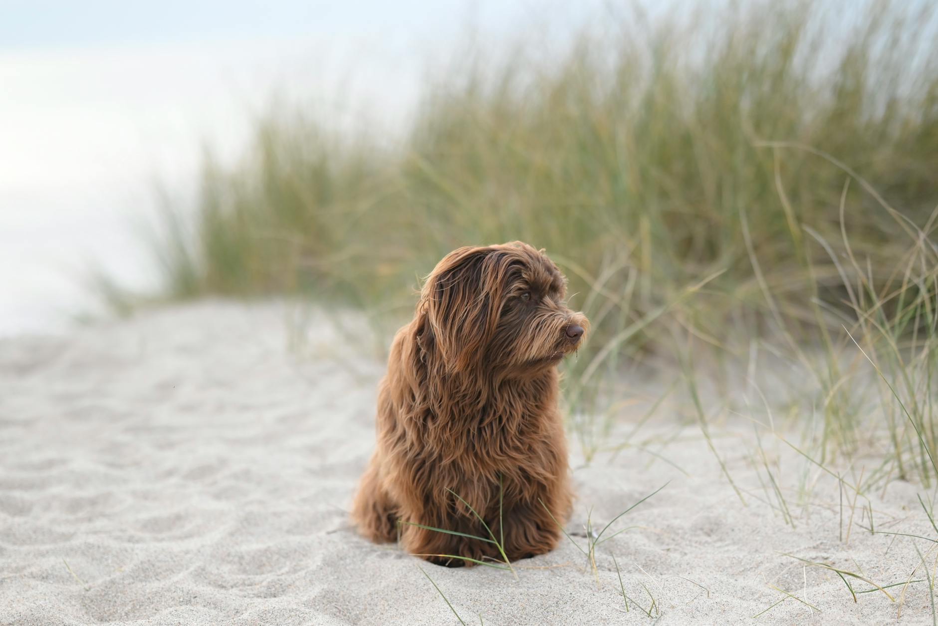 Brązowy, kudłaty pies siedzi spokojnie na piaszczystej plaży z trawami