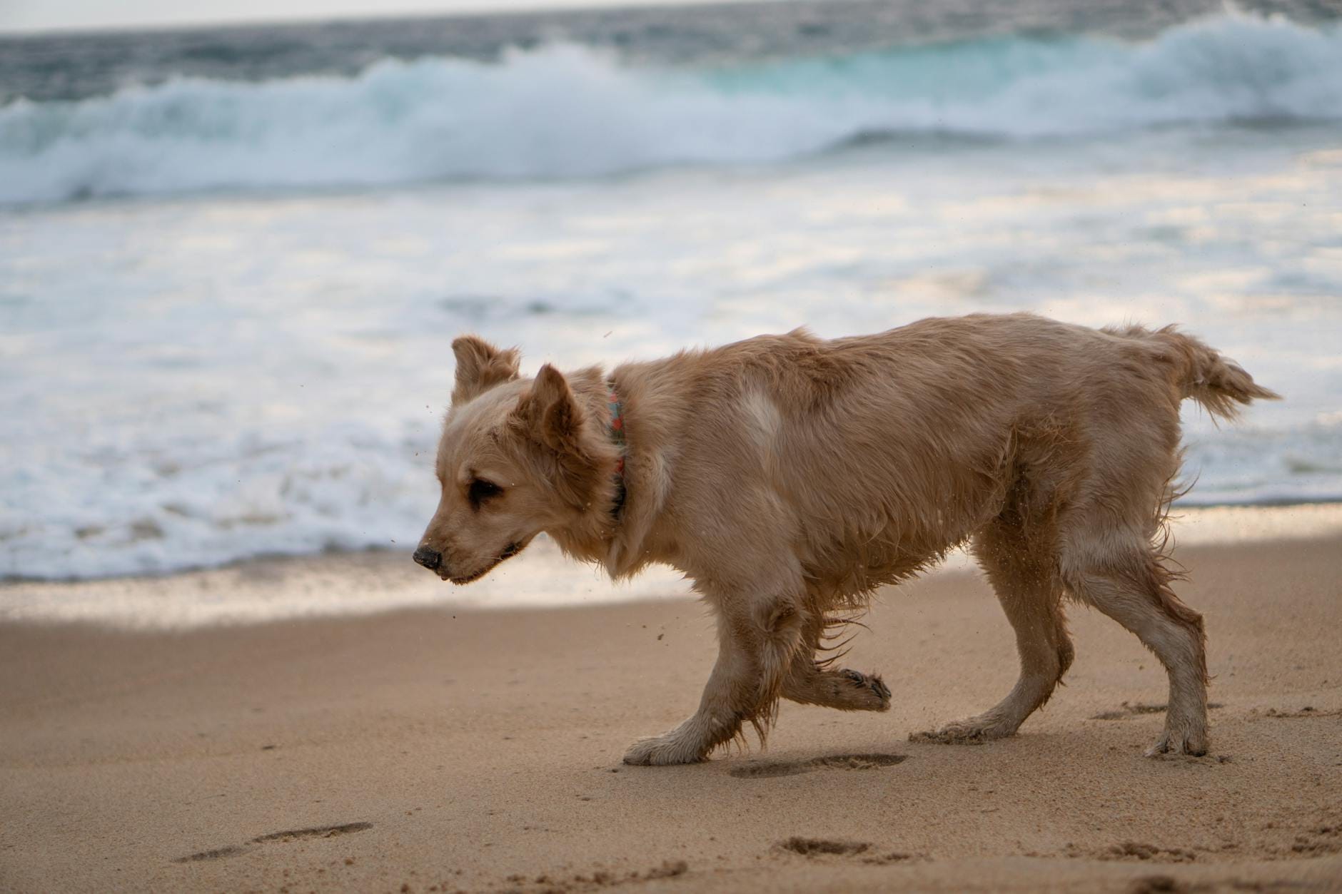 Golden retriever spaceruje po słonecznej plaży nad brzegiem morza